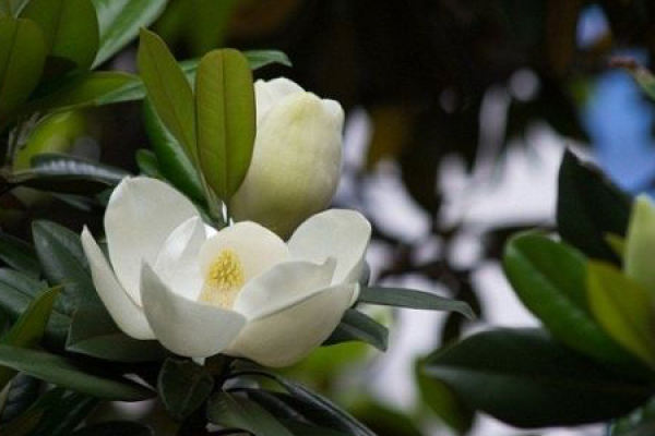 Magnolia grandiflora