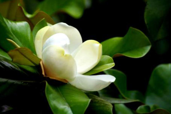 Magnolia grandiflora