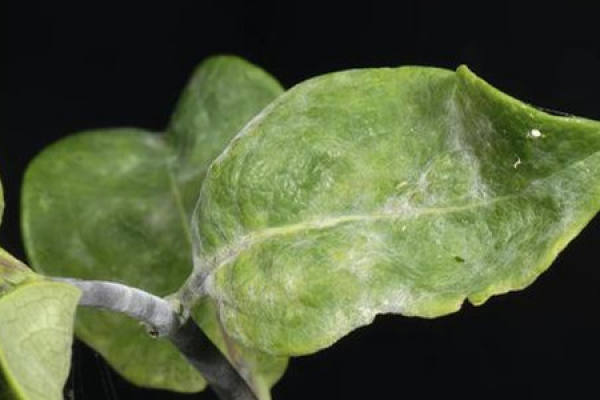 honeysuckle