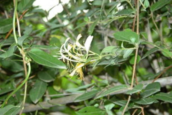 Lonicera japonica