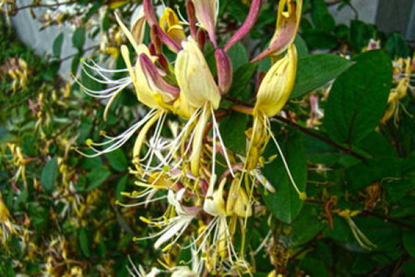 Lonicera japonica