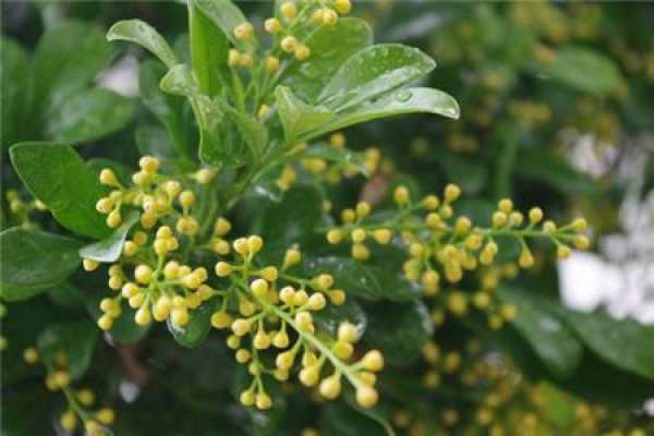 Aglaia odorata