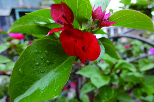 Bougainvillea