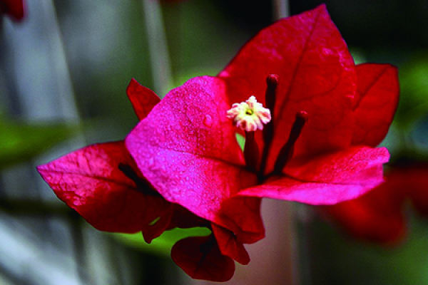 Bougainvillea