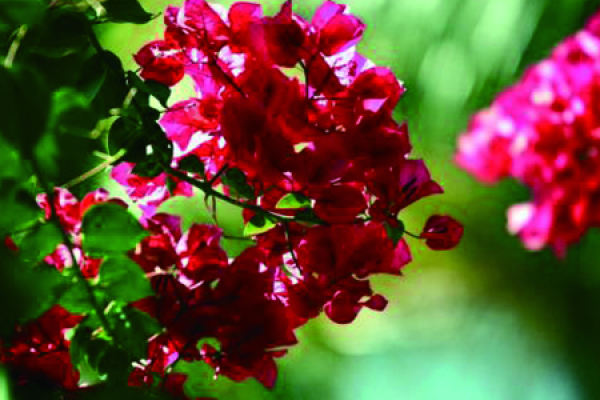 Bougainvillea