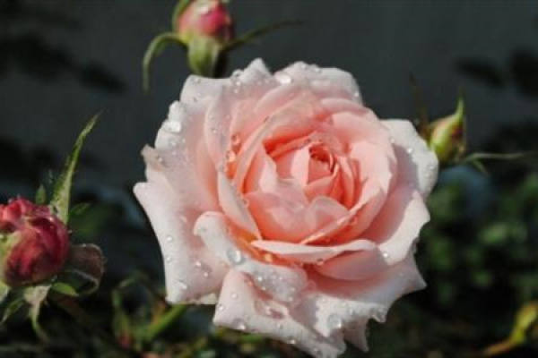 Chinese rose