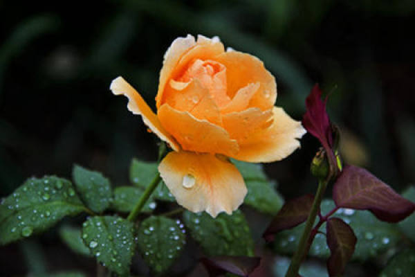 Chinese rose