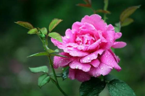 Chinese rose