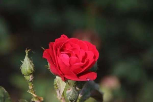 Chinese rose