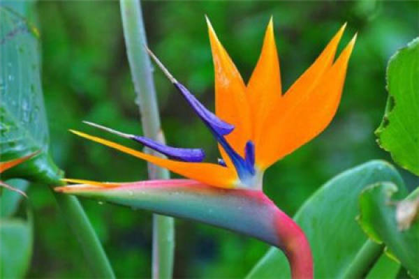 Strelitzia Regina
