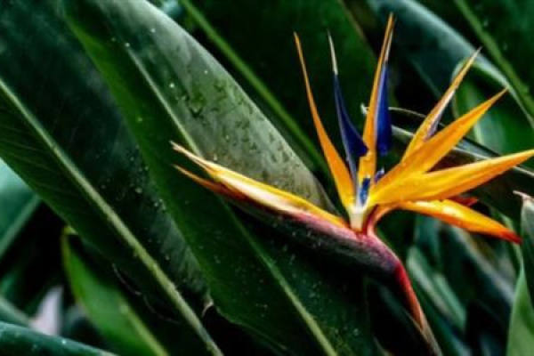 Strelitzia Regina