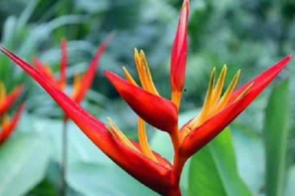 Strelitzia Regina