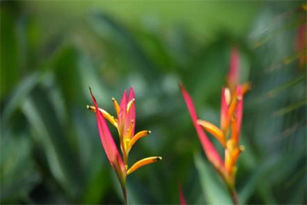 Strelitzia Regina