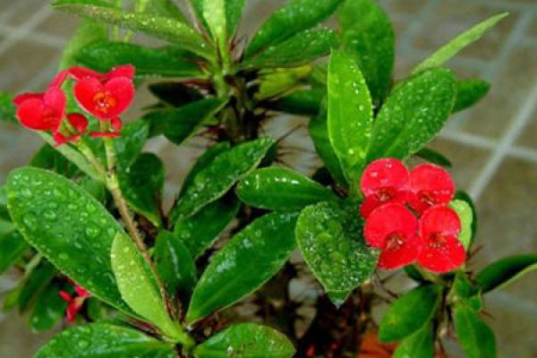 Herba Dipsaci