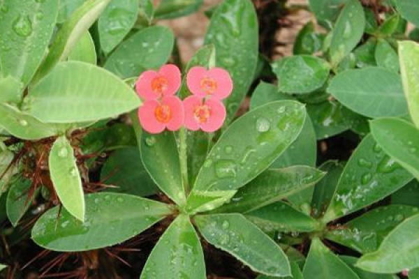 Herba Dipsaci