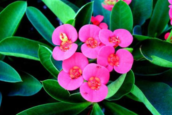 Herba Dipsaci
