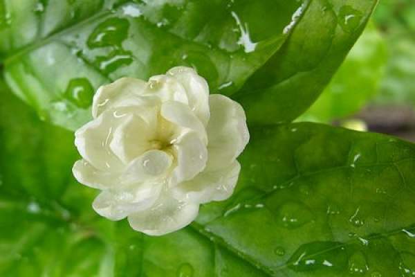 Jasmine