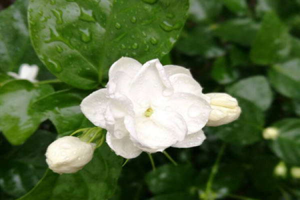 Jasmine