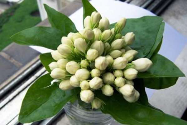 Jasmine