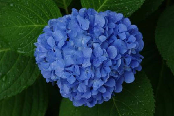 Hydrangea Hydrangea