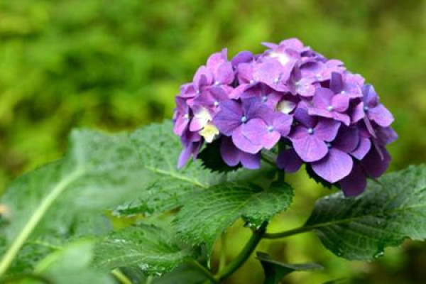 Hydrangea Hydrangea
