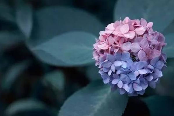 Hydrangea