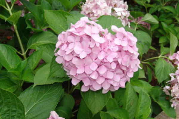 Hydrangea