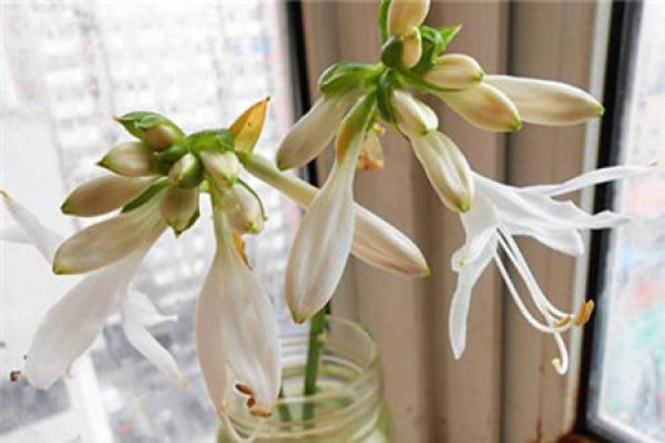 Hosta plantaginea