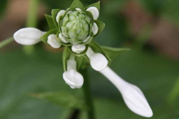 Hosta plantaginea