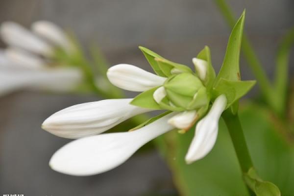 Hosta plantaginea