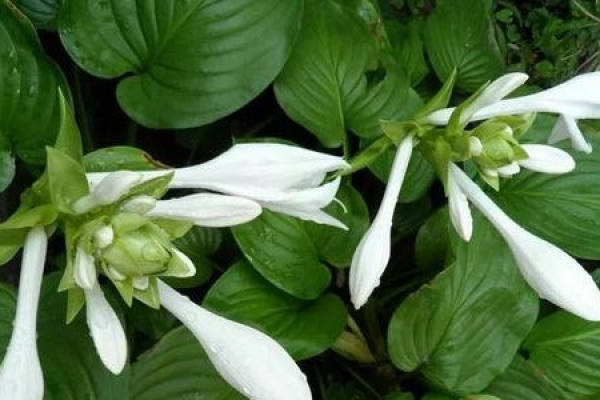 Hosta plantaginea