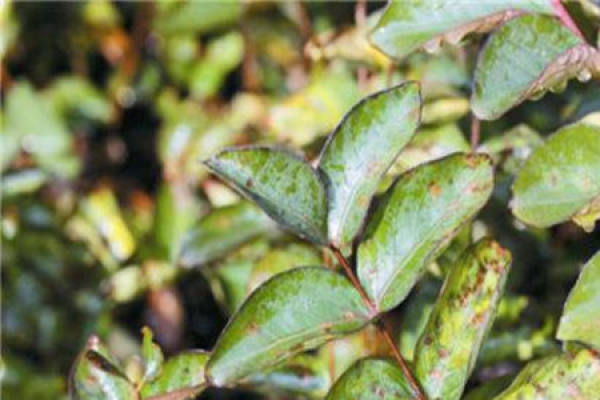Lagerstroemia indica