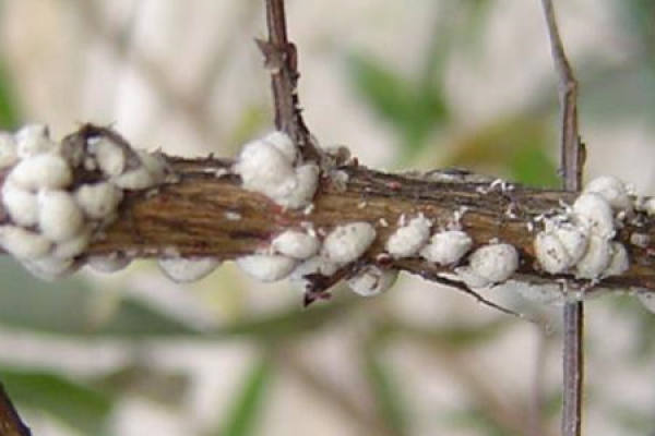 Lagerstroemia indica