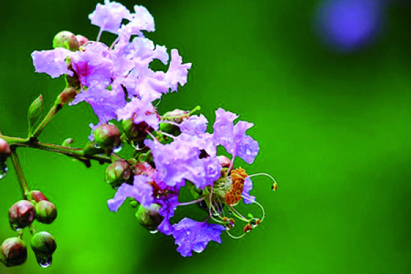 Lagerstroemia indica