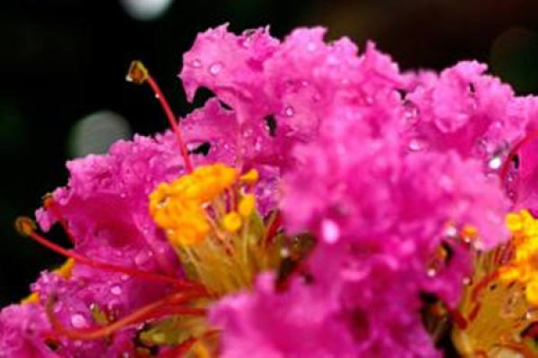 Lagerstroemia indica