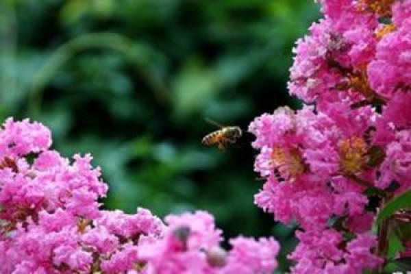 Lagerstroemia indica