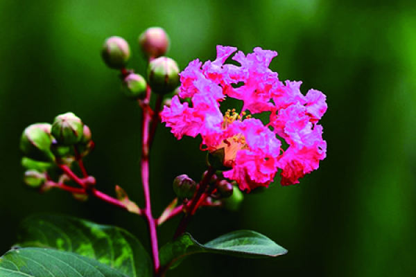 Lagerstroemia indica