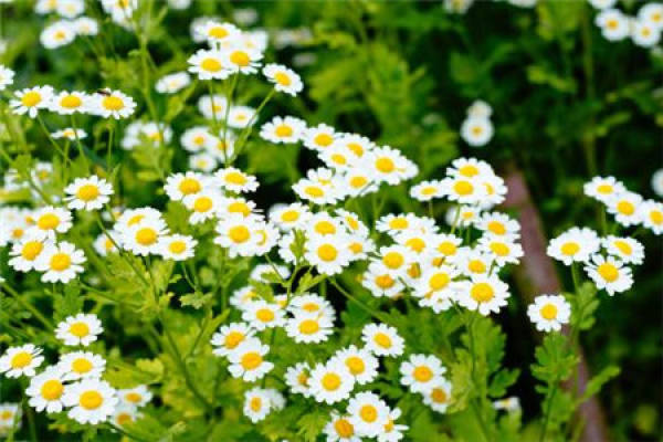 Daisy