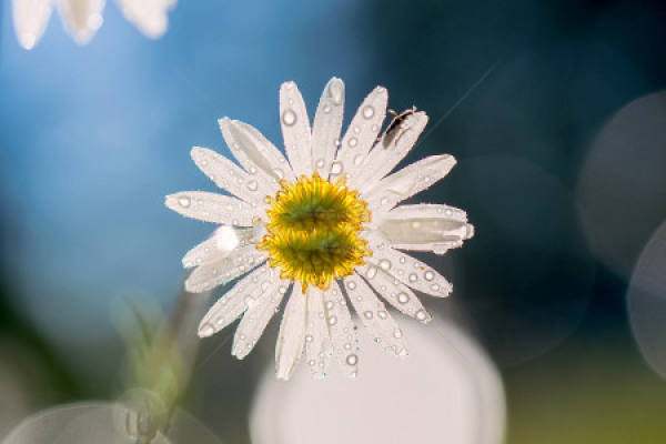 Daisy