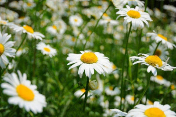 Daisy