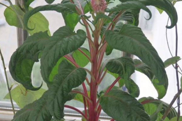Cockscomb