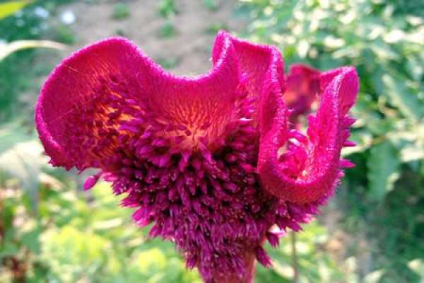 Cockscomb