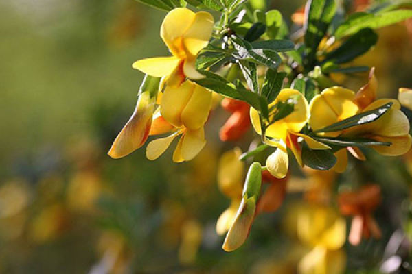 Golden Sparrow