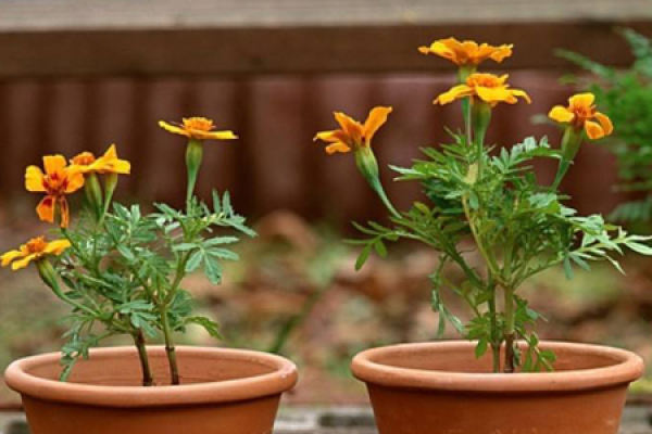Tagetes patula L.
