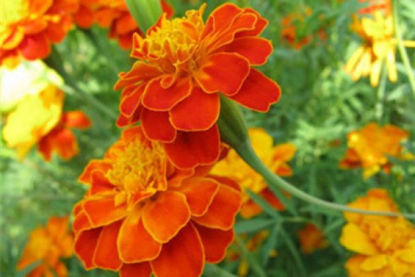 Tagetes patula L.