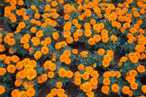 Tagetes LIS