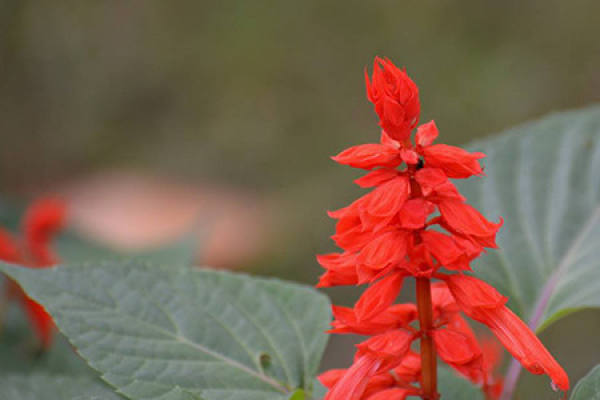 Scarlet sage