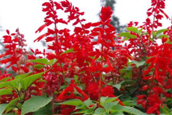 string of red