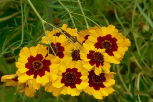 Chrysanthemum morifolium