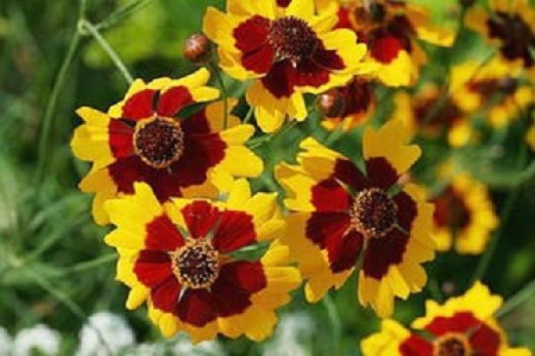 Chrysanthemum morifolium